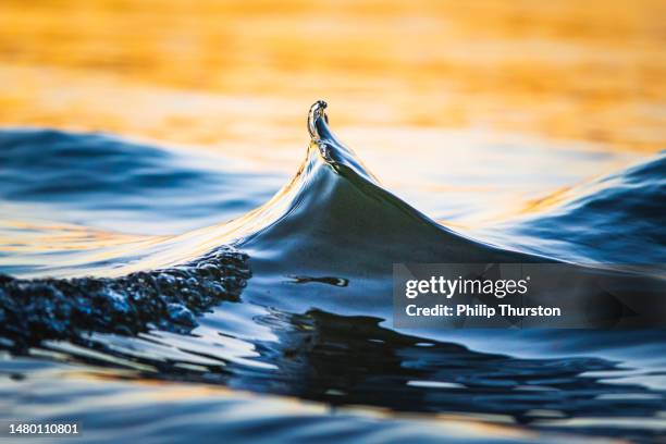 small abstract wave splashing in golden light on shoreline - australia gold stock pictures, royalty-free photos & images