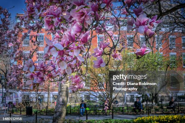 magnolia blossoms near washington square north in washington square park, greenwich village, manhattan, new york city. - greenwich village photos et images de collection