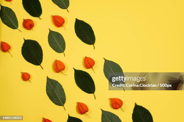 yellow background with a pattern of fresh green leafs and physalis,romania - chinese lanterns ストックフォトと画像