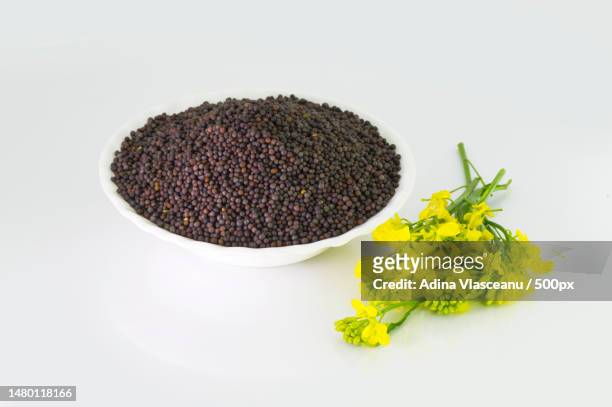 brown mustard flower and seeds on white background,romania - canola seed stock pictures, royalty-free photos & images