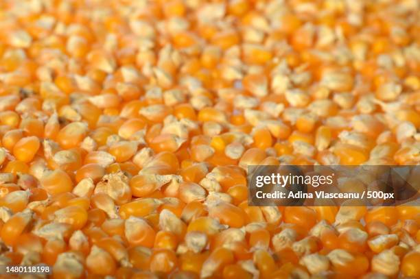 full frame shot of corn kernels,romania - corn kernel stock-fotos und bilder