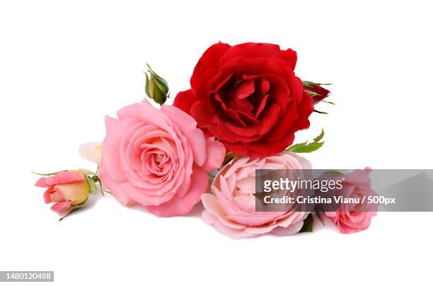 bouquet of red and pink roses isolated on white background,festive bouquet,romania - red roses stock pictures, royalty-free photos & images