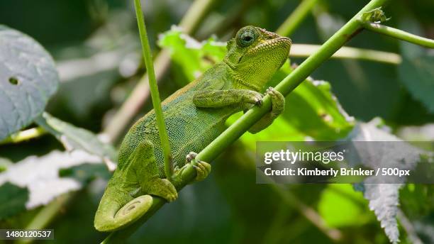 close-up of chameleon on plant,bundibugyo,uganda - east african chameleon stock pictures, royalty-free photos & images