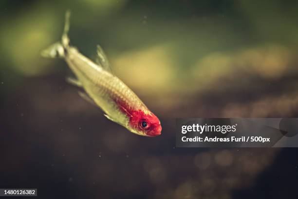 close-up of stickleback swimming in sea,hubertusallee,wuppertal,germany - stickleback fish stock pictures, royalty-free photos & images