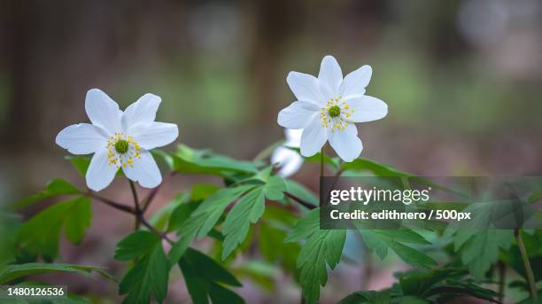 close-up of white flowering plant,schwarzwald,germany - bukettanemon bildbanksfoton och bilder