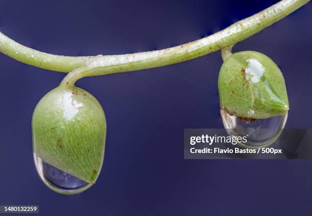 close-up of wet plant against white background,brazil - rosa flor stock pictures, royalty-free photos & images