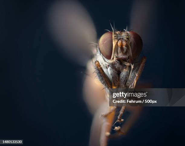 close-up of insect on plant,frankfurt am main,germany - zweiflügler stock-fotos und bilder