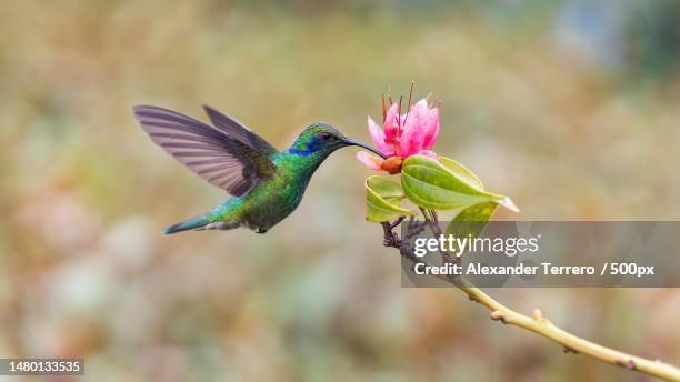 close-up of hummingbird flying by flowers,costa rica - pic of hummingbird stock pictures, royalty-free photos & images