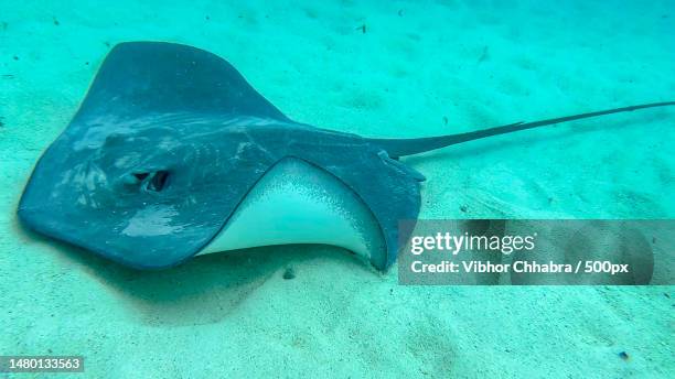 close-up of stingray swimming in sea,french polynesia - dasiatide foto e immagini stock