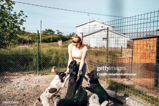 young woman in animal shelter - pet adoption stock pictures, royalty-free photos & images