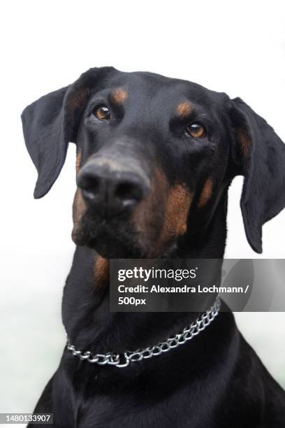 close-up of doberman pinscher looking away against white background,lana,italy - white doberman pinscher stock pictures, royalty-free photos & images