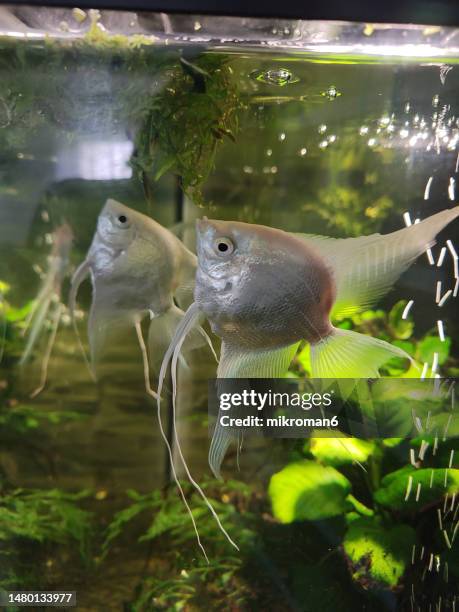 Native Angel Fish Freshwater Angel Fish Photos and Premium High Res Pictures - Getty Images