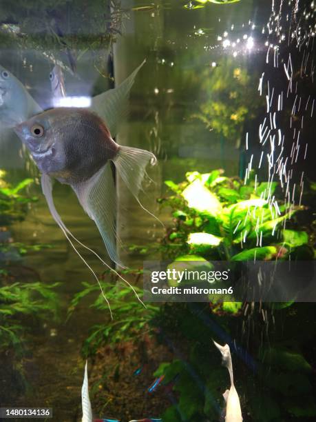 Native Angel Fish Freshwater Angel Fish Photos and Premium High Res Pictures - Getty Images