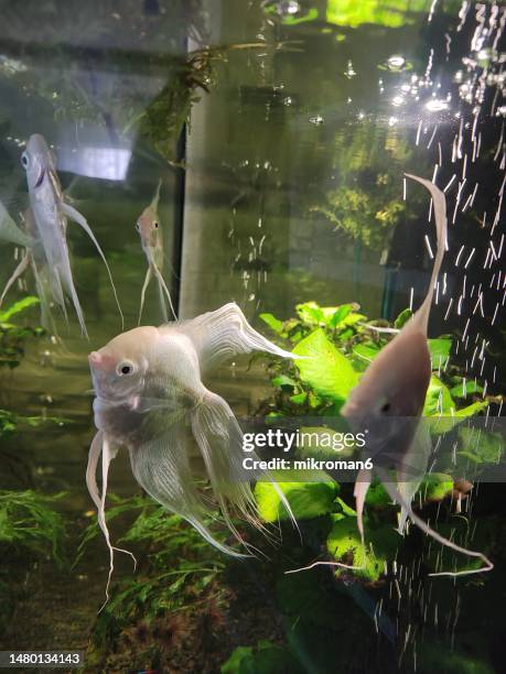 Native Angel Fish 49 Pterophyllum Stock Photos, High-Res Pictures, and Images - Getty Images