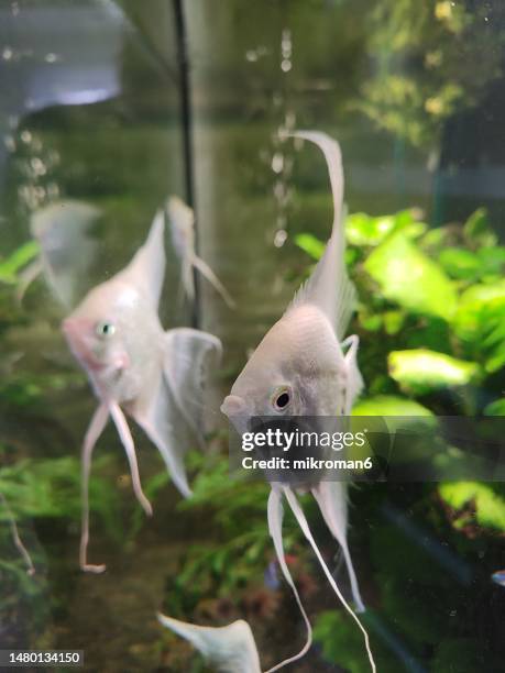 Native Angel Fish 155 Freshwater Angel Fish Stock Photos, High-Res Pictures, and Images ...