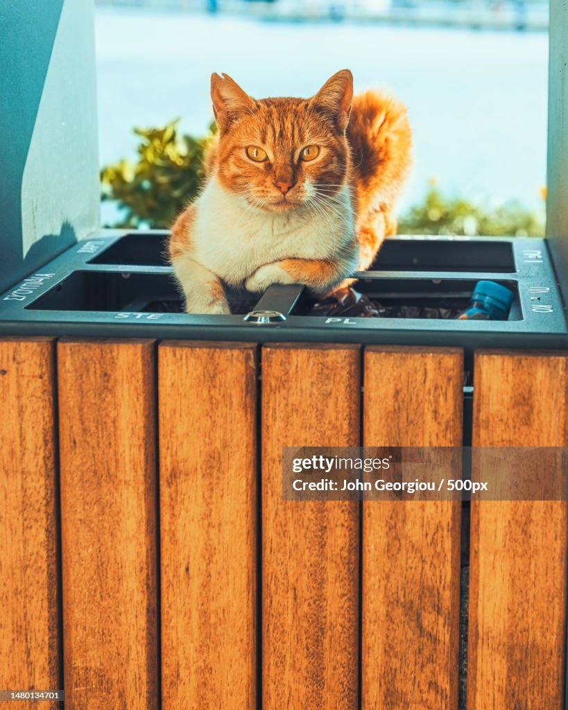 Portrait of cat sitting on window sill,Ayia Napa,Cyprus