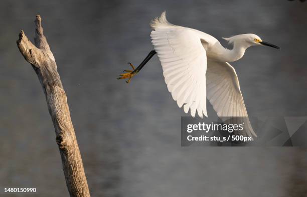 close-up of egret flying over lake,delray beach,florida,united states,usa - delray beach 個照片及圖片檔