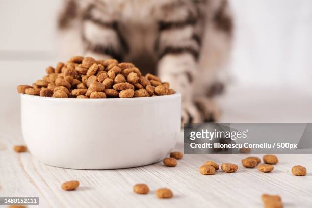dry pet food is in a white porcelain bowl and scattered across the floor with a cat sitting in the b,craiova,romania - pet food ストックフォトと画像