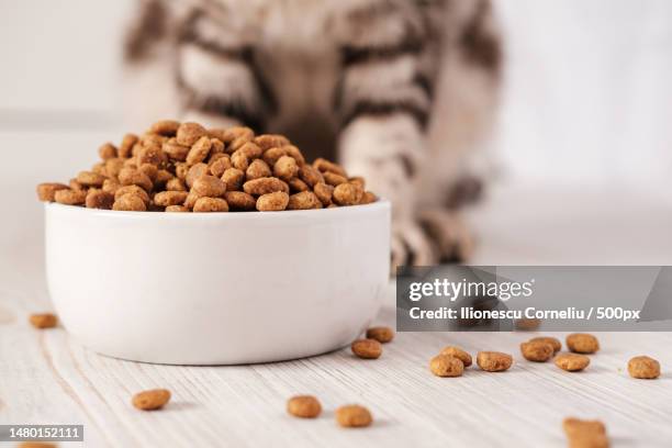 dry pet food is in a white porcelain bowl and scattered across the floor with a cat sitting in the b,craiova,romania - cat food bildbanksfoton och bilder