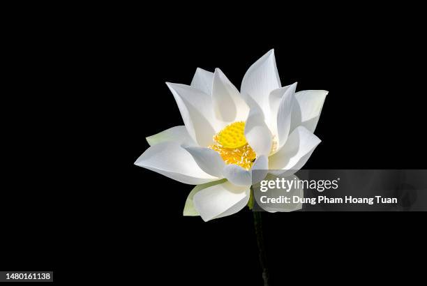 the different variation of the lotus flower - flower black background stock pictures, royalty-free photos & images