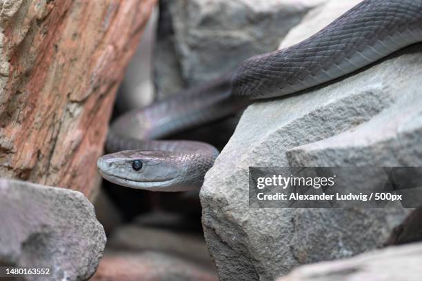 close-up of snake on rock,germany - mambi neri foto e immagini stock