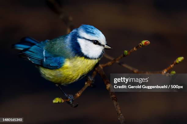 close-up of bird perching on branch,dietikon,switzerland - gerold guggenbuehl fotografías e imágenes de stock