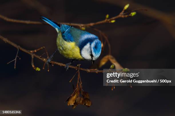 close-up of bird perching on branch,dietikon,switzerland - gerold guggenbuehl stock pictures, royalty-free photos & images