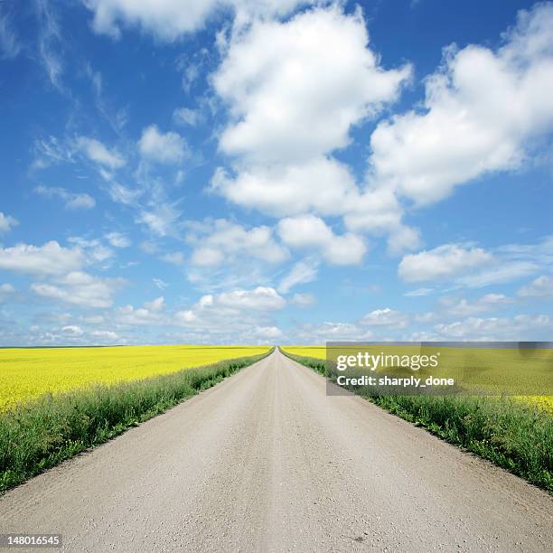 xxxl country road and canola - saskatchewan prairie stock pictures, royalty-free photos & images