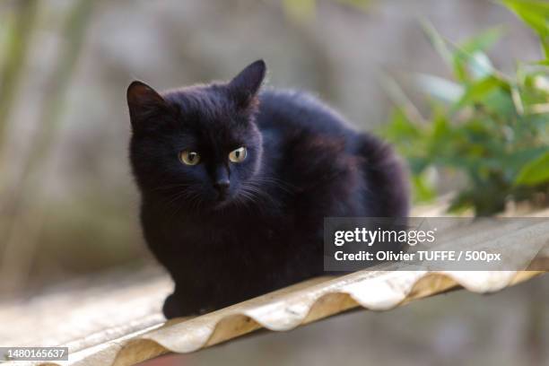 portrait of black cat sitting on wood,france - lécher stock pictures, royalty-free photos & images