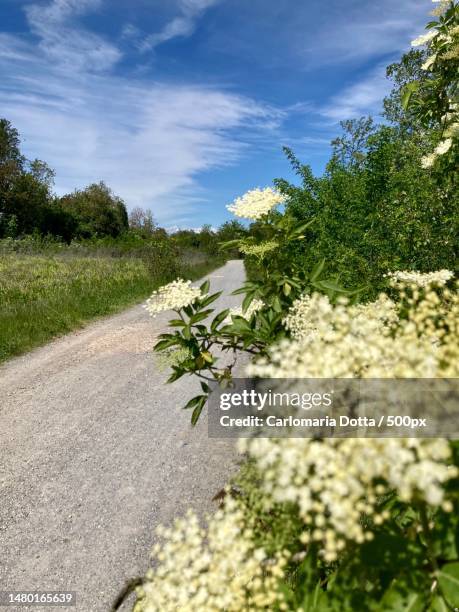 close-up of flowering plants on road against sky,roddi,italy - roddi stock pictures, royalty-free photos & images