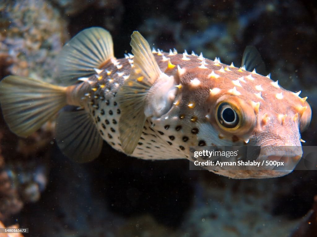 Close-up of fish swimming in sea