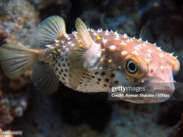 close-up of fish swimming in sea - balloonfish stock pictures, royalty-free photos & images
