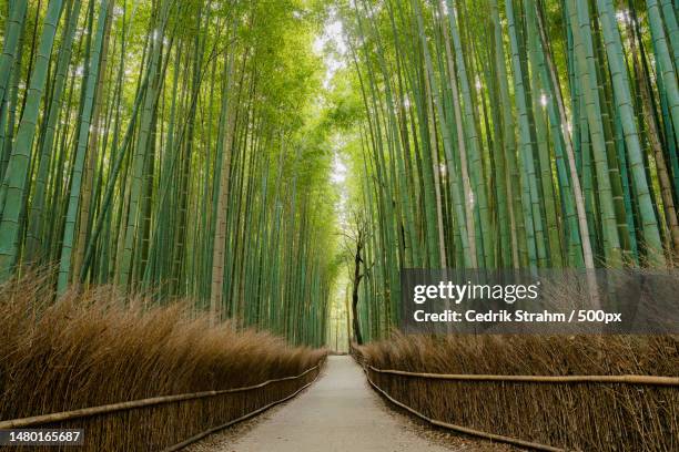view of bamboo trees in forest,kyoto,japan - bambushain stock-fotos und bilder