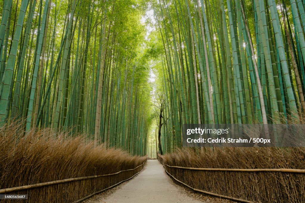 View of bamboo trees in forest,Kyoto,Japan