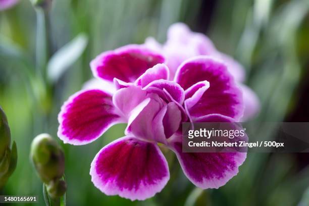 close-up of purple flowering plant,essen,germany - fuchsia orchids stock pictures, royalty-free photos & images