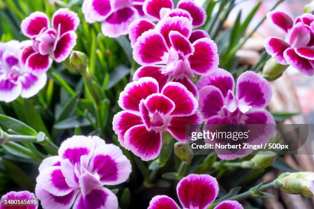 close-up of pink flowering plants,essen,germany - fuchsia orchids stock pictures, royalty-free photos & images