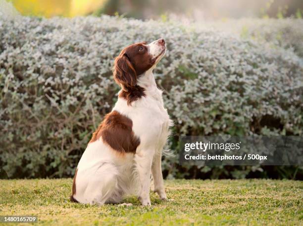 close-up of dog sitting on field,spain - brittany spaniel stock pictures, royalty-free photos & images