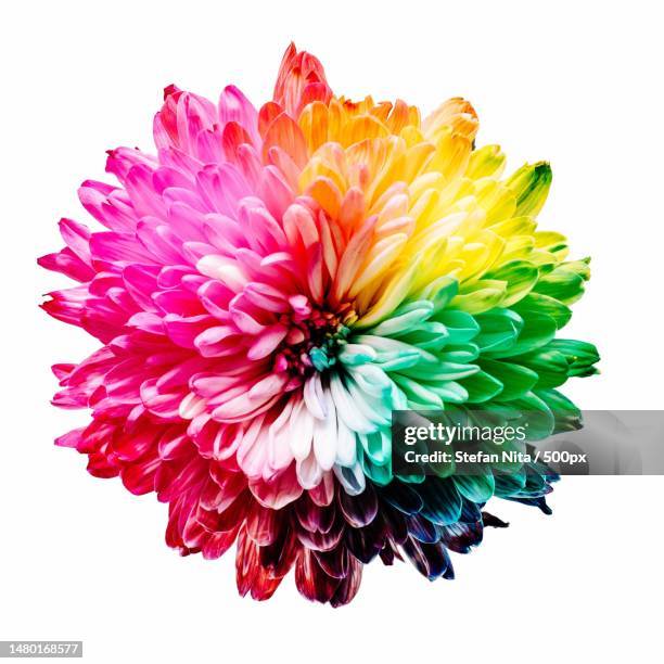 close-up of pink dahlia against white background,romania - flower head ストックフォトと画像