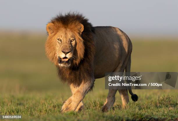 portrait of lion standing on grassy field - lion safari stock pictures, royalty-free photos & images