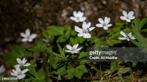 wood anemone flowers - bukettanemon bildbanksfoton och bilder