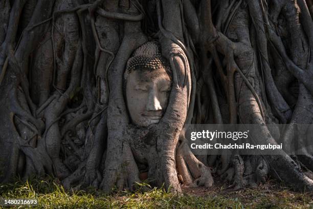 buddha head in tree world heritage of mahathat temple ayutthaya province, thailand. - buddha face stockfoto's en -beelden