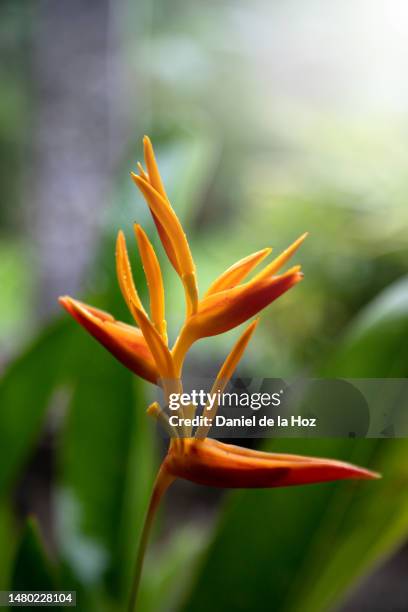 tropical orange flower on blurred green foliage nature background. focus on foreground. macro photography of heliconia bihai (red palulu). - heliconia bihai stock pictures, royalty-free photos & images