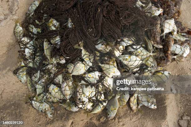 the caught fish on the beach - exceso fotografías e imágenes de stock