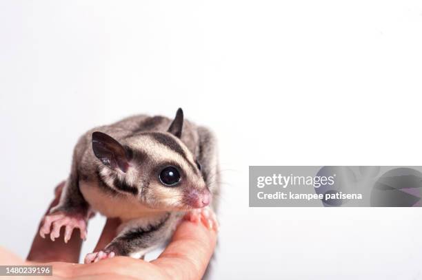 close-up portrait of sugar glider on white background - flying squirrel stock pictures, royalty-free photos & images