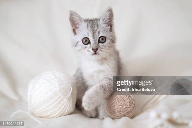 scottish fold tabby light gray striped kitten sitting on light beige blanket with balls of thread and looking at camera. cute funny pet. concept of pet care. selective focus. - kitten stockfoto's en -beelden