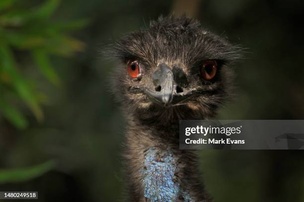 An Emu is seen at Nura Diya Australia at Taronga Zoo on April 06, 2023 in Sydney, Australia. Nura Diya Australia features 23 unique and iconic Aussie...