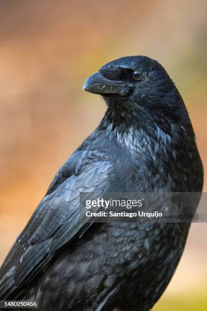 close-up portrait of a carrion crow - dead crow stock-fotos und bilder