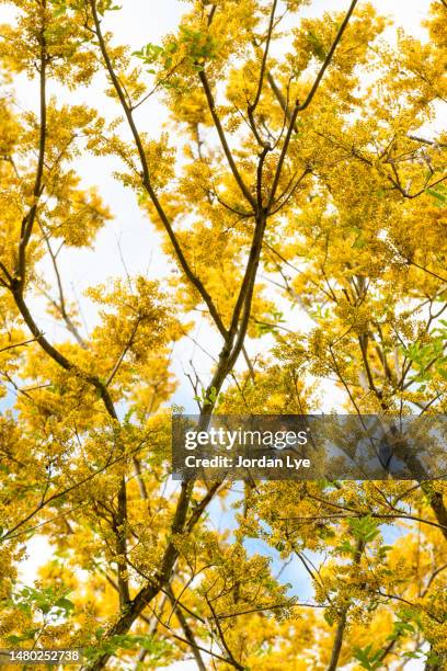 Angsaga Tree 50 Angsana Tree Stock Photos, High-Res Pictures, and Images - Getty Images