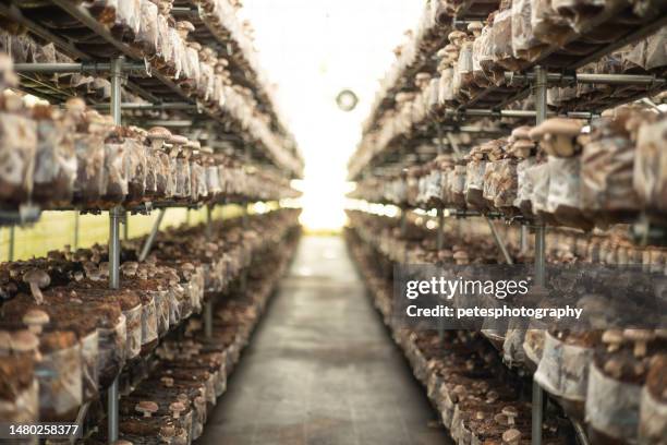 shiitake mushrooms growing indoors in spawn blocks - shiitake mushroom stockfoto's en -beelden