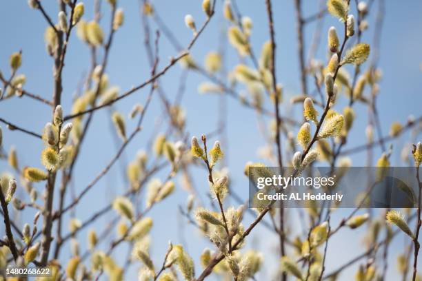 goat willow catkins against sky - sälg bildbanksfoton och bilder